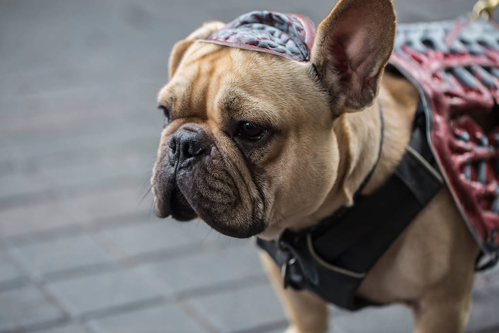 A French bulldog wearing a brain-print cap and a rib-cage harness stands on a paved street.